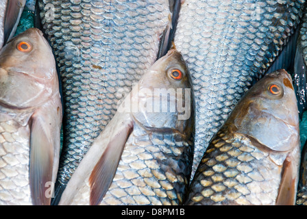 Pesce in un mercato a cielo aperto nel villaggio di Moca, Madya Pradesh, India Foto Stock