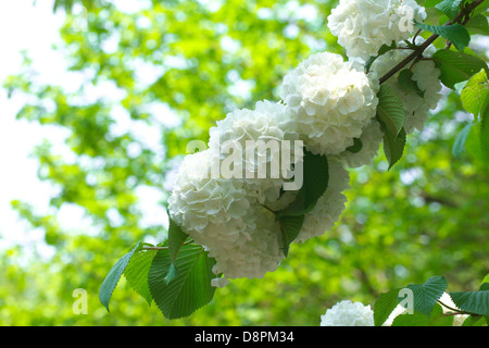 Snowball giapponese Foto Stock