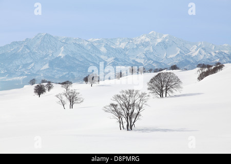 Alberi nella neve e Myoko mountain range, Prefettura di Niigata Foto Stock