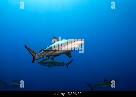 Reefsharks grigio Carcharhinus amblyrhynchos squalo a nord di alimentazione avvisatore acustico, Osprey Reef, Coral Sea, Oceano Pacifico, Queensland Australia Foto Stock