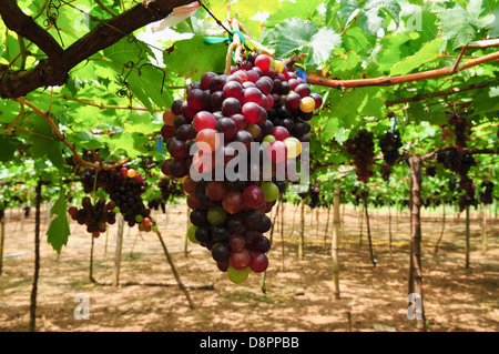 Grappolo di uva colorati appesi sui tralci. Foto Stock