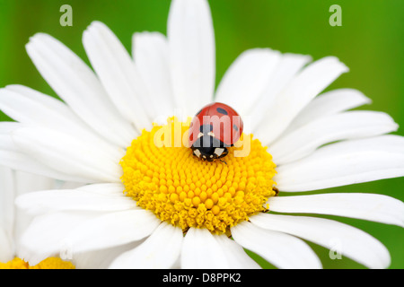 La coccinella si muove su un fiore di camomilla Foto Stock