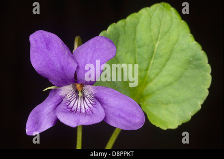 Inizio cane viola, viola reichenbachiana, fiori e foglie Foto Stock