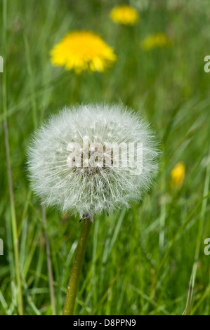 Tarassaco, Taraxacum officinale, seedhead 'clock' con piante fiorite dietro in un prato Foto Stock