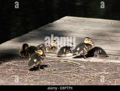 Mallard pulcini di riposo in sun Milton Country Park Cambridgeshire Foto Stock