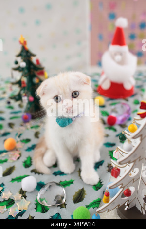 Scottish Fold Foto Stock