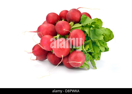 Close-up di un mazzetto di ravanelli su sfondo bianco Foto Stock