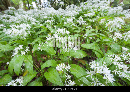 Masse di aglio selvatico piante in piena fioritura fioritura sotto la tettoia di foglie al più presto per bloccare la luce al pavimento della foresta Foto Stock