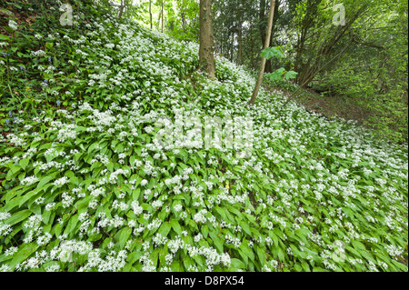 Masse di aglio selvatico piante in piena fioritura fioritura sotto la tettoia di foglie al più presto per bloccare la luce al pavimento della foresta Foto Stock