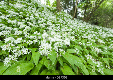 Masse di aglio selvatico piante in piena fioritura fioritura sotto la tettoia di foglie al più presto per bloccare la luce al pavimento della foresta Foto Stock