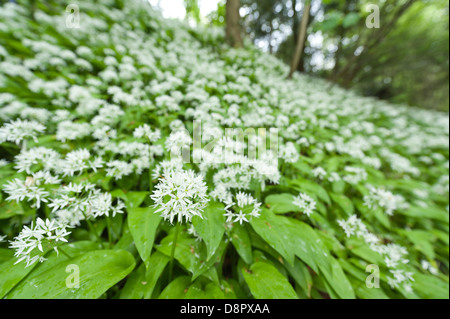 Masse di aglio selvatico piante in piena fioritura fioritura sotto la tettoia di foglie al più presto per bloccare la luce al pavimento della foresta Foto Stock