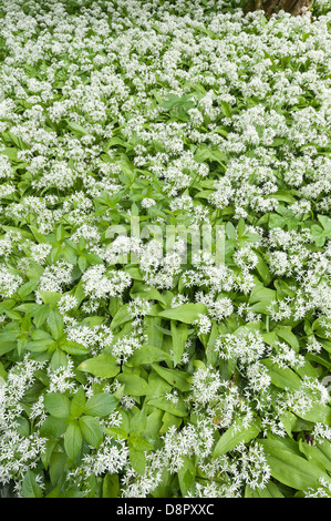 Masse di aglio selvatico piante in piena fioritura fioritura sotto la tettoia di foglie al più presto per bloccare la luce al pavimento della foresta Foto Stock