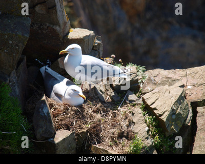 Gabbiani reali, Larus argentatus nidi su una scogliera battuta, Cornwall, Regno Unito 2013 Foto Stock