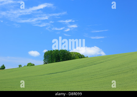 Campo di grano e il cielo blu con nuvole, Hokkaido Foto Stock