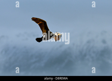 Cormorano Phalacrocorax carbo (sottospecie sinensis) Lago Kerkinin Grecia inverno Foto Stock