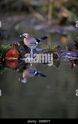 Eurasian Jay Garrulus glandarius raccogliendo ghiande Norfolk Foto Stock
