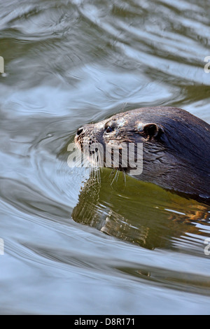 Lontra Lutra lutra sul fiume Thet Norfolk Foto Stock