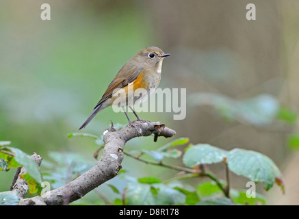 Rosso-fiancheggiata Bluetail (Tarsiger cyanurus), 1 st inverno Stiffkey Norfolk Ottobre 2012 Foto Stock