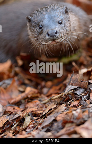 Lontra Lutra lutra sul fiume Thet Norfolk Foto Stock