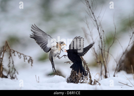 Allodole Cesene Beccacce Turdus pilaris combattimenti con maschio Blackbird Turdus merula sulle mele in snow Norfolk Gennaio Foto Stock