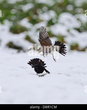 Allodole Cesene Beccacce Turdus pilaris combattimenti con maschio Blackbird Turdus merula sulle mele in snow Norfolk Gennaio Foto Stock