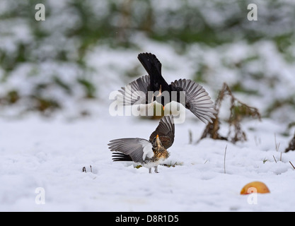 Allodole Cesene Beccacce Turdus pilaris combattimenti con maschio Blackbird Turdus merula sulle mele in snow Norfolk Gennaio Foto Stock