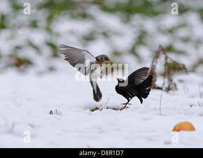 Allodole Cesene Beccacce Turdus pilaris combattimenti con maschio Blackbird Turdus merula sulle mele in snow Norfolk Gennaio Foto Stock