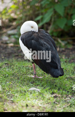 Shelduck Radjah (Tadorna radjah) in piedi su una gamba Foto Stock