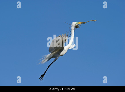 Airone bianco maggiore Ardea alba che trasportano materiale nido St Augustine, Florida USA Foto Stock