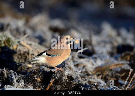 Eurasian Ghiandaia Garrulus glandarius raccogliendo ghiande Norfolk inverno Foto Stock