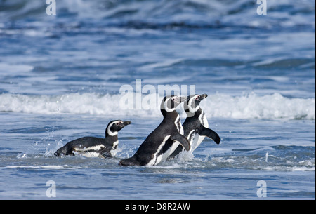 I pinguini di magellano Spheniscus magellanicus entra in mare Sea Lion Island Falkland Foto Stock