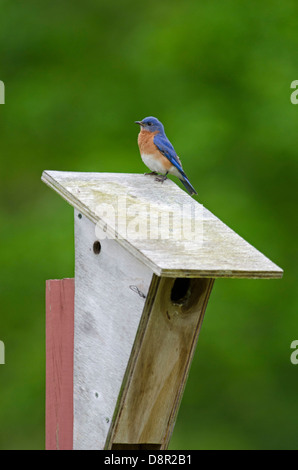 Orientale, Bluebird Sialia sialis a scatola di nido Cape May New Jersey USA Foto Stock