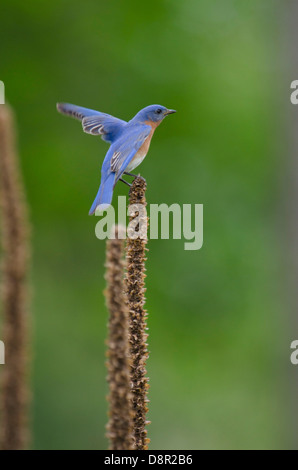 Orientale, Bluebird Sialia sialis a scatola di nido Cape May New Jersey USA Foto Stock