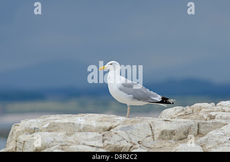 Herring Gull Larus argentatus adulto isole farne Northumberland estate Foto Stock