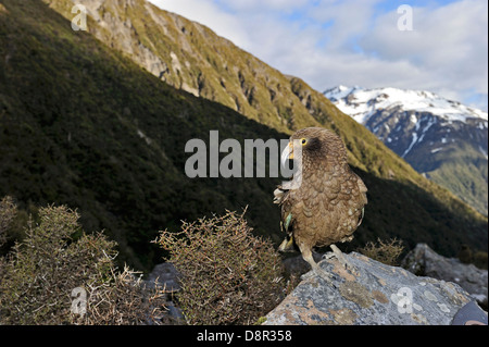 Kea nestor notabilis Arthur's Pass Isola del Sud della Nuova Zelanda Foto Stock