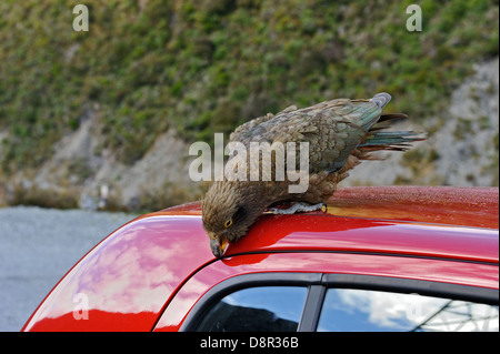 Kea Nestor notabilis Arthur's Pass Isola del Sud della Nuova Zelanda. Vandalising auto. Foto Stock