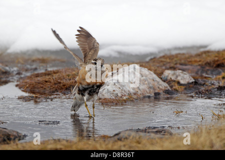 Maschio di beccaccia di balneazione in piscina al Cairngorm plateau Foto Stock