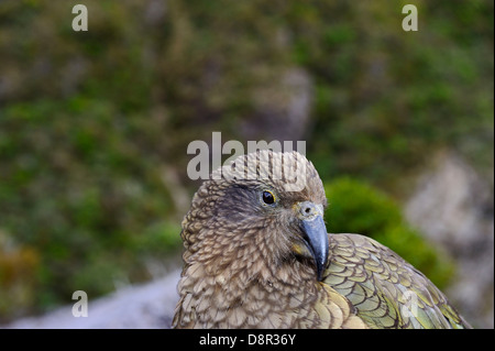 Kea nestor notabilis Arthur's Pass Isola del Sud della Nuova Zelanda Foto Stock