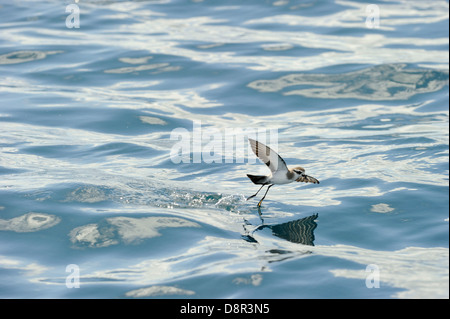 Di fronte bianco-Storm (Fregata) Petrel alimentare oltre oceano Isola del nord della Nuova Zelanda Foto Stock