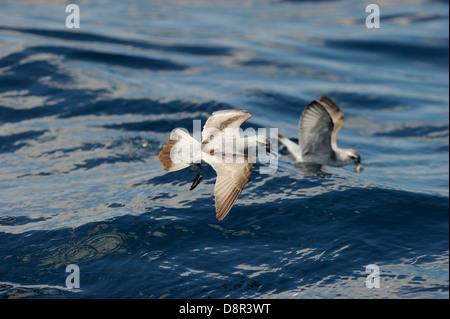 Fairy prione (Pachyptila turtur) alimentazione su Kaikoura canyon off Isola del Sud della Nuova Zelanda Foto Stock