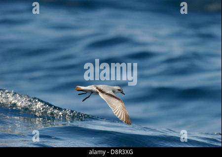 Fairy prione (Pachyptila turtur) alimentazione su Kaikoura canyon off Isola del Sud della Nuova Zelanda Foto Stock