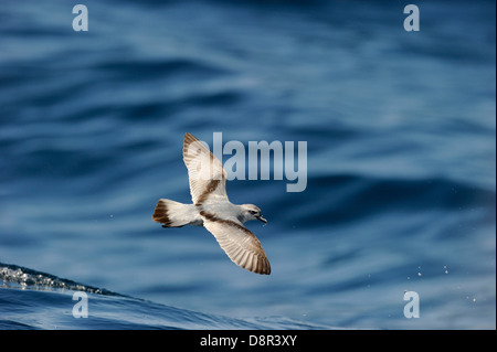 Fairy prione (Pachyptila turtur) alimentazione su Kaikoura canyon off Isola del Sud della Nuova Zelanda Foto Stock