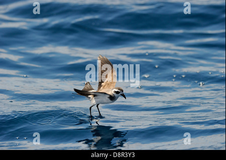 Di fronte bianco-Storm (Fregata) Petrel alimentare oltre oceano Isola del nord della Nuova Zelanda Foto Stock