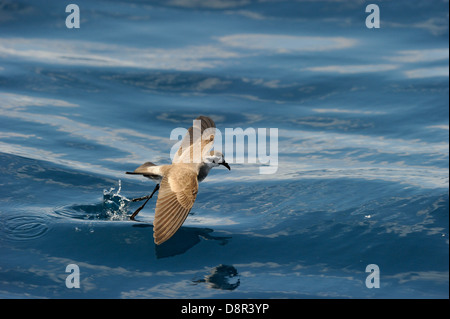 Di fronte bianco-Storm (Fregata) Petrel alimentare oltre oceano Isola del nord della Nuova Zelanda Foto Stock