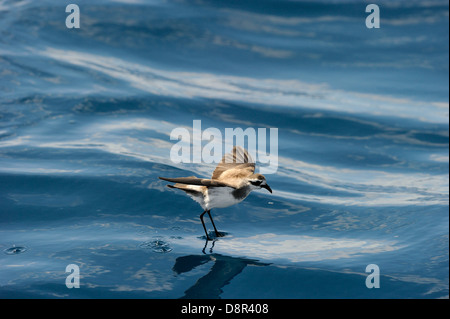 Di fronte bianco-Storm (Fregata) Petrel alimentare oltre oceano Isola del nord della Nuova Zelanda Foto Stock