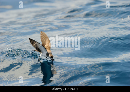 Di fronte bianco-Storm (Fregata) Petrel alimentare oltre oceano Isola del nord della Nuova Zelanda Foto Stock