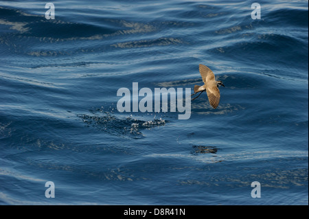 Di fronte bianco-Storm (Fregata) Petrel alimentare oltre oceano Isola del nord della Nuova Zelanda Foto Stock