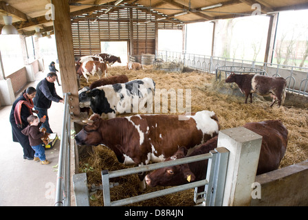 Gli Hare Krishna mandria di 44 vacche e buoi al George Harrison vecchia magione nel Hertfordshire è calmo come un tempio. Gokul Dairy Farm [significato luogo di vacche ] comprende 44 vacche e buoi parte di George Harrison vecchia magione Bhaktivedanta Manor nel Hertfordshire . Un £2,5m " protetto cow' complessa è stato chiamato un "Hilton per vacche' e un modello sostenibile per la produzione lattiero-casearia. 3 mila mq di edificio che è la mandria per l'inverno home, è un incrocio tra un nido, un fabbricato e una vecchia mucca home. Pur non essendo attualmente in vendita al pubblico costa 3 sterline/litro per produrre il latte. Il Foto Stock