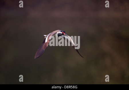 Rosso-wattled Pavoncella (Vanellus indicus) Bharatpur India Foto Stock