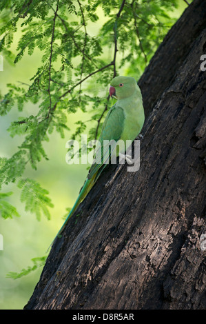 Rose-inanellati parrocchetto Psittacula krameri Bhratpur India Foto Stock